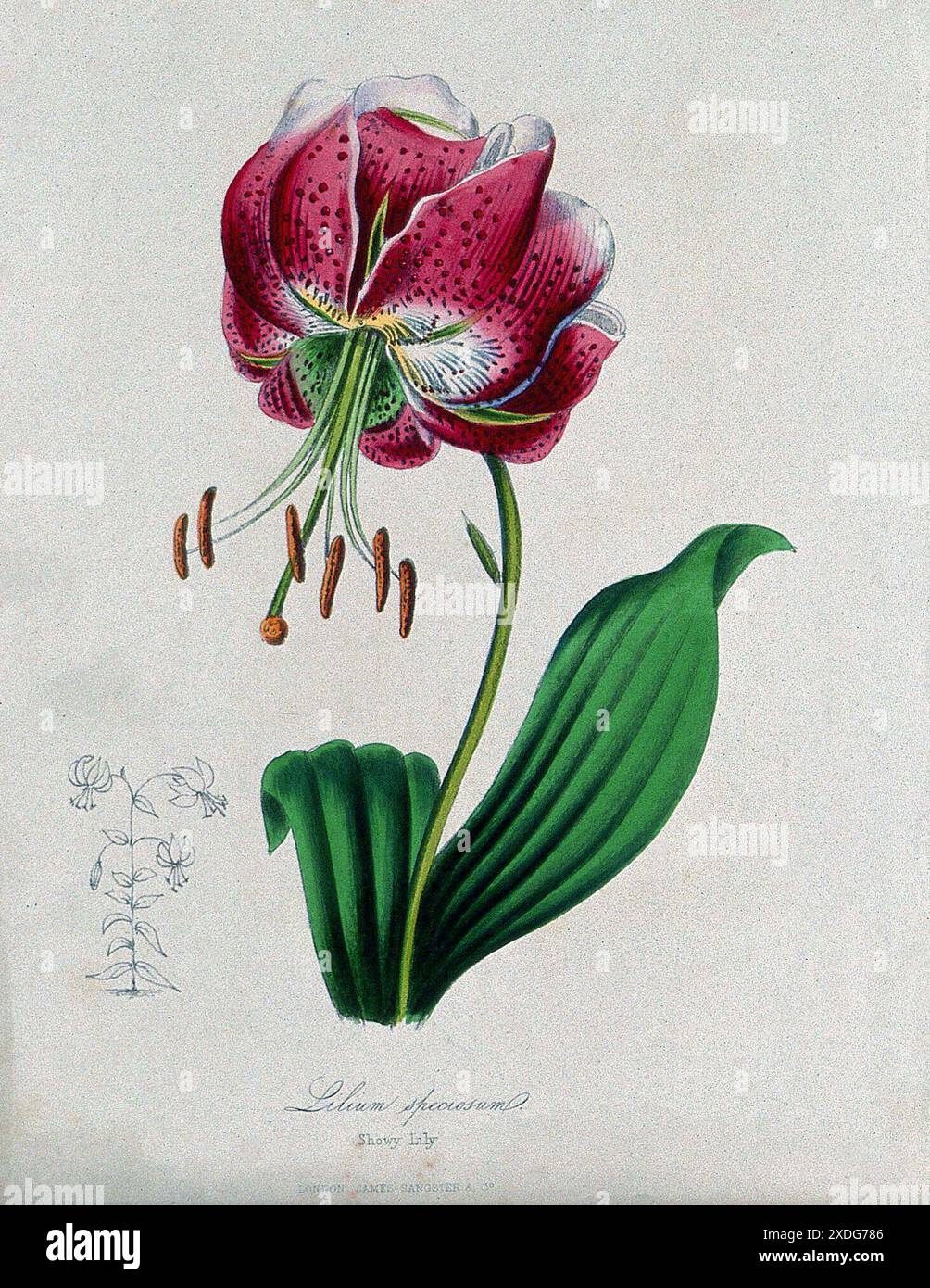 Une illustration détaillée d'une espèce de Lilium, Lilium speciosum, connue sous le nom de Lily Showy. Ce zincographe, daté vers 1853, a été créé d'après un dessin de M. Burnett et met en valeur les fleurs vibrantes pétales cramoisis, les accents blancs contrastés et les feuilles vertes proéminentes. Les détails complexes de l'illustration botanique témoignent de l'art et de la précision scientifique de l'époque. Banque D'Images