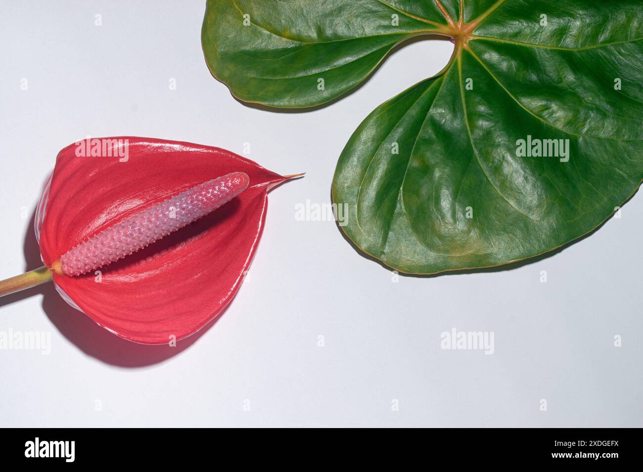 UNE IMAGE DE LA BEAUTÉ DES FLEURS ROUGES ANTHURIUM Banque D'Images