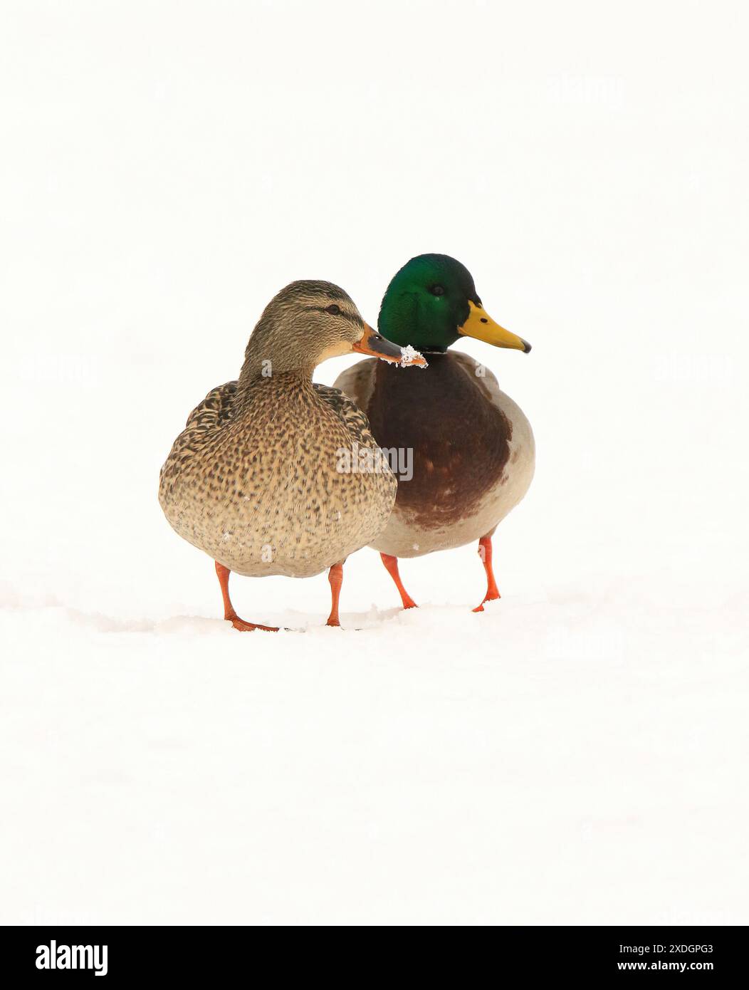 Un mâle Mallard à Victoria, Colombie-Britannique, Canada. Banque D'Images
