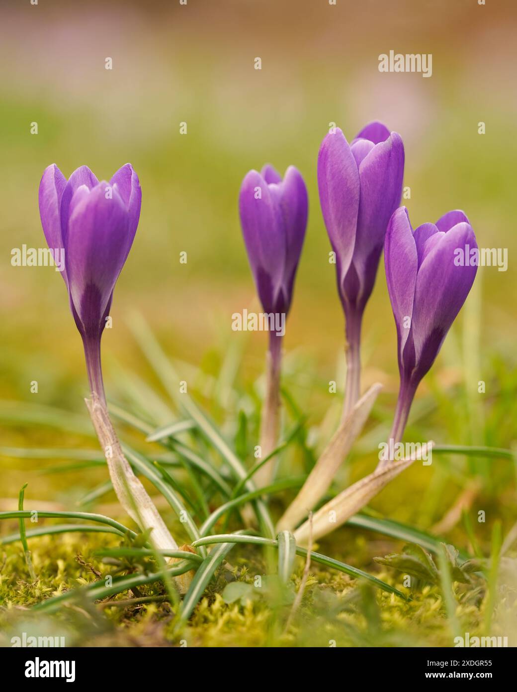 Délicats crocus violets dans le parc. Prise de vue macro. Fleur printanière Crocus Purple Banque D'Images