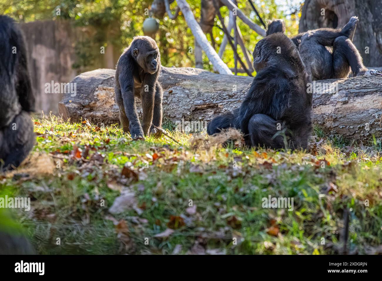 Famille de gorilles des plaines occidentales au zoo d'Atlanta près du centre-ville d'Atlanta, Géorgie. (ÉTATS-UNIS) Banque D'Images