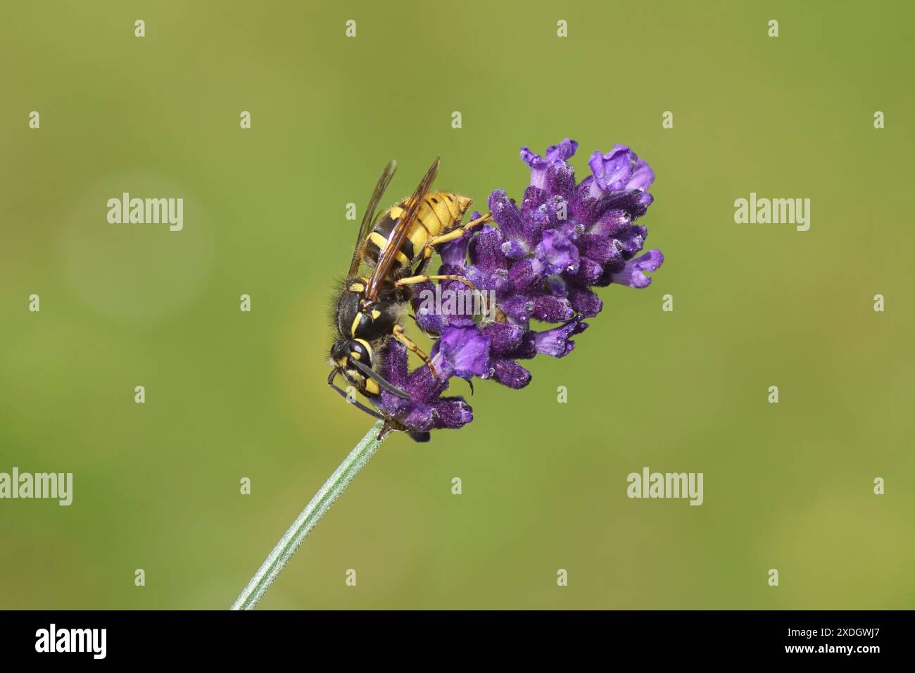 Guêpe commune (Vespula vulgaris) de la famille des Vespidae. Sur les fleurs de lavande (Lavandula), famille des Lamiaceae. Jardin hollandais, été, juin Banque D'Images