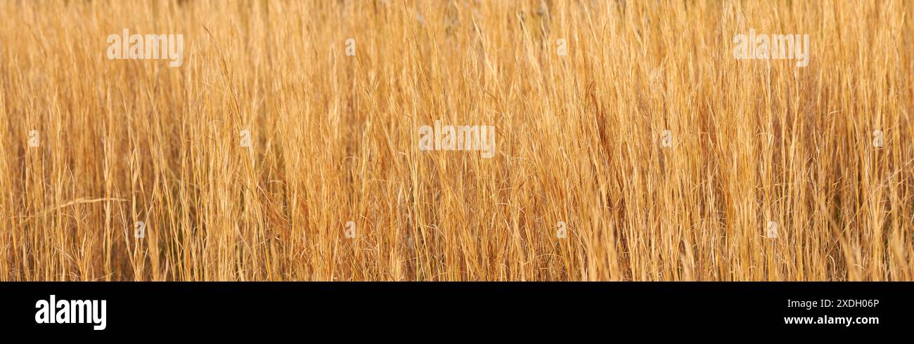 Sec, nature et herbe dans les champs sauvages avec texture pour une croissance durable, l'environnement naturel et l'agriculture. Mauvaises herbes, paysage et bannière pour rural Banque D'Images