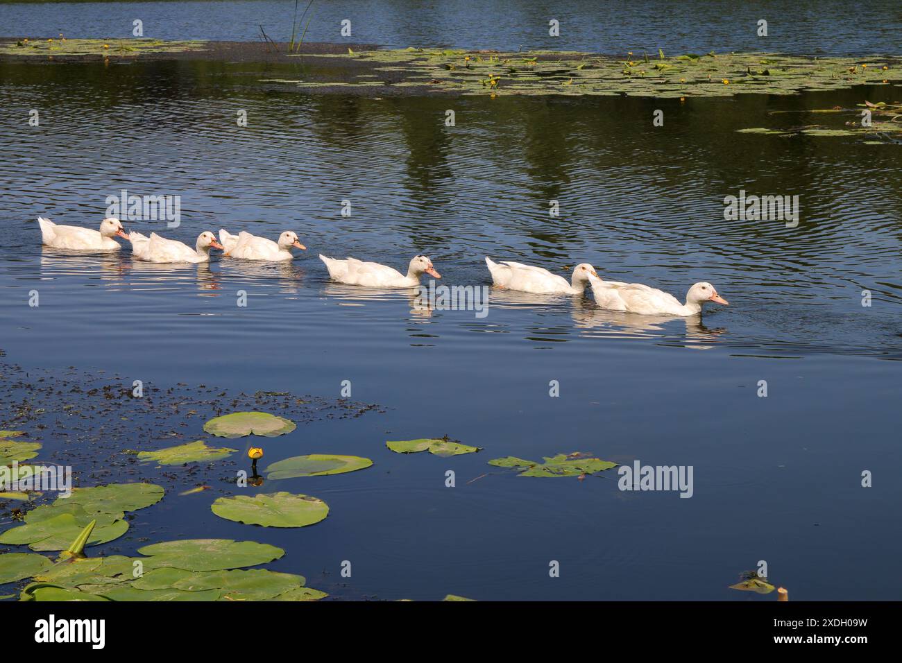 La photo a été prise en Ukraine, sur la rivière South Bug. Sur la photo un troupeau d'oies flottant le long de la rivière. Banque D'Images