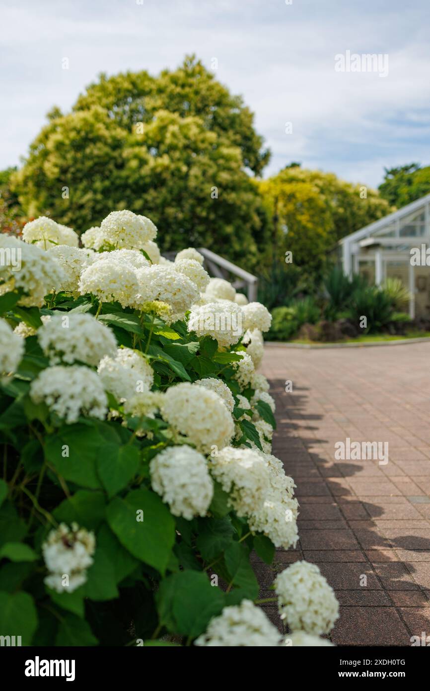 Images du Japon - appelé Ajisai au Japon, un épais d'hortensia blanc crème se balader dans le milieu de l'après-midi soleil Cast Shadows sur le trottoir adjacent Banque D'Images