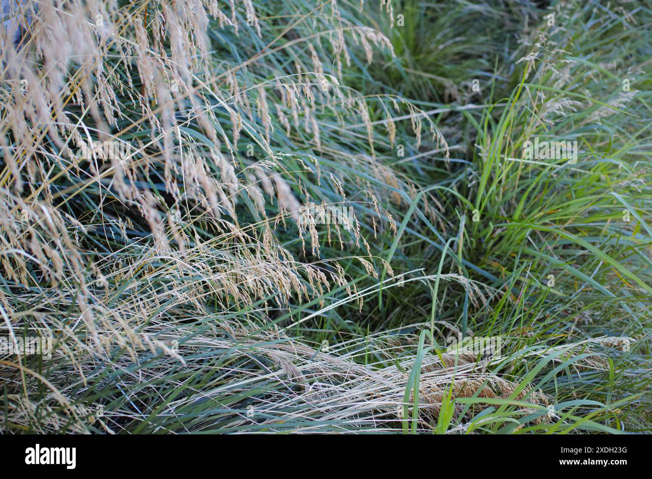 Herbe, nature et herbe ryegrass dans les prairies sauvages avec texture pour la croissance durable, les semences et l'agriculture. Mauvaises herbes, champ et vert pour les prairies rurales avec Banque D'Images