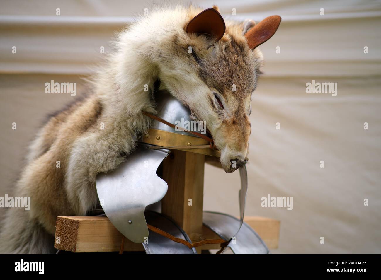 Armure et casque avec peau de loup pour anciens guerriers romains Banque D'Images