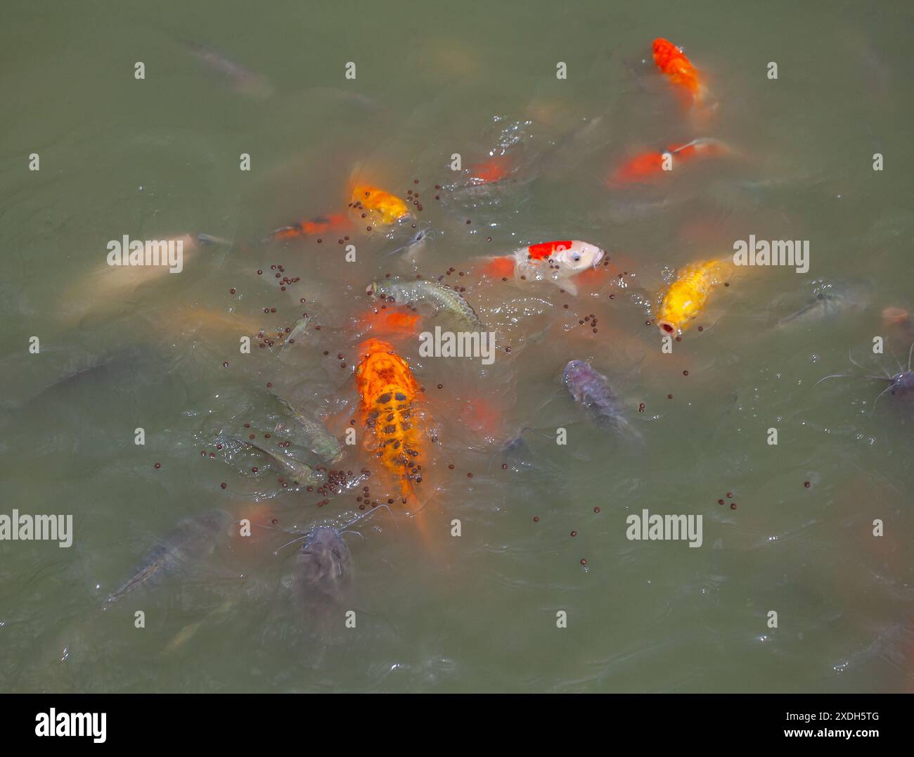 Carpe Koi à Wat Nang Sao, Thaïlande Banque D'Images