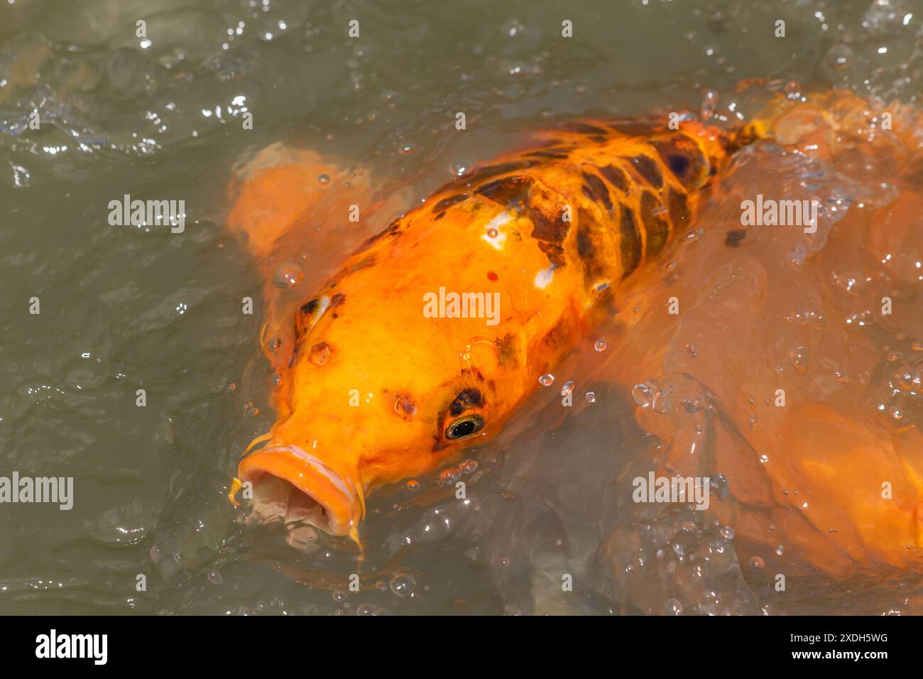 Carpe Koi à Wat Nang Sao, Thaïlande Banque D'Images