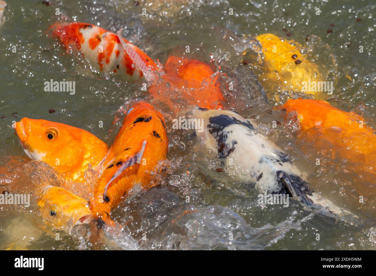 Carpe Koi à Wat Nang Sao, Thaïlande Banque D'Images