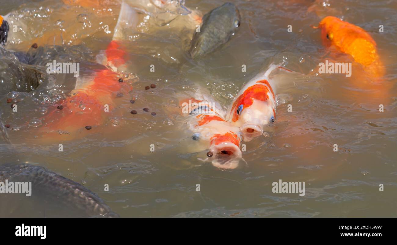 Carpe Koi à Wat Nang Sao, Thaïlande Banque D'Images