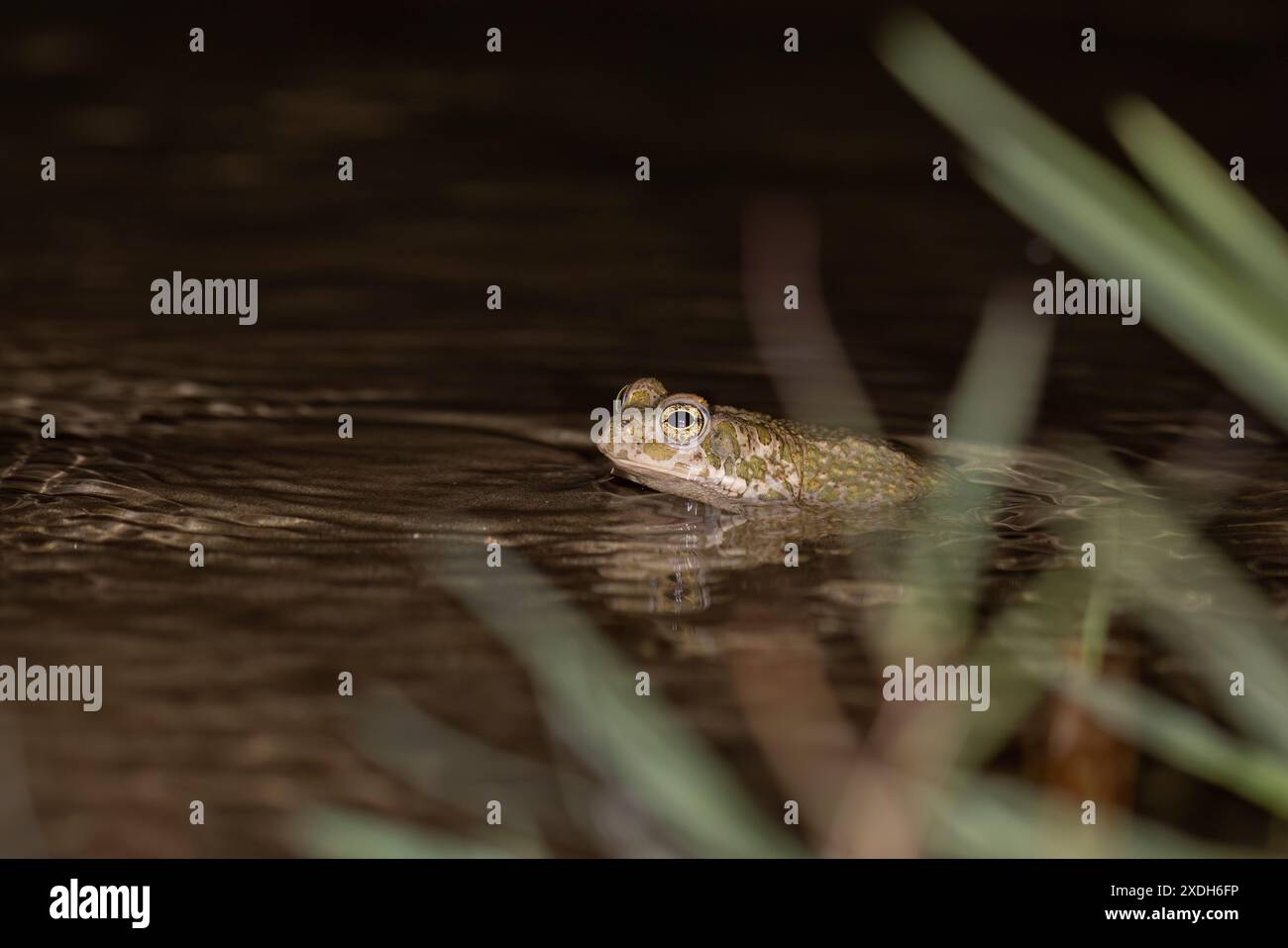 Bufotes balearicus o Bufo lineatus, crapaud vert endémique de la péninsule italienne. Banque D'Images