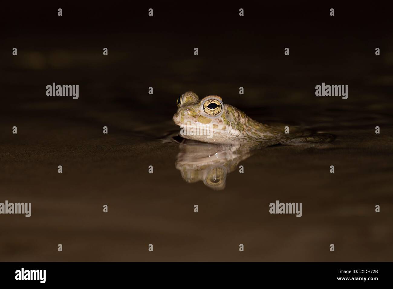 Bufotes balearicus o Bufo lineatus, crapaud vert endémique de la péninsule italienne. Banque D'Images