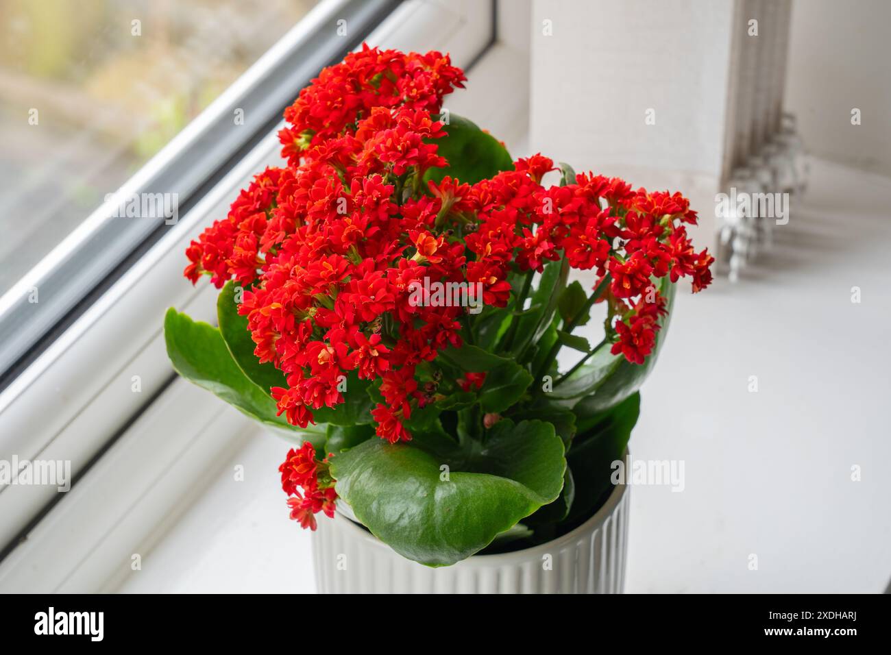 Sensations fortes de veuves (Kalanchoe blossfeldiana) avec des fleurs rouges, également connu sous le nom de Katy flamboyant ou plante de panda. Une plante de maison à feuilles persistantes originaire de Madagascar, Royaume-Uni Banque D'Images