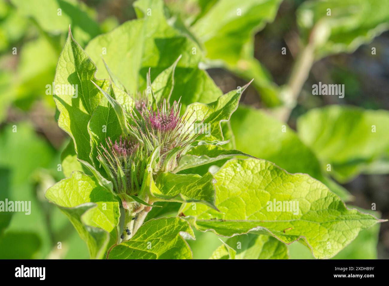 Feuillage précoce protégeant les bourgeons floraux en croissance de Lesser Burdock / Arctium MINUS. Autrefois utilisé dans la médecine traditionnelle populaire, et racines / tiges également mangé Banque D'Images