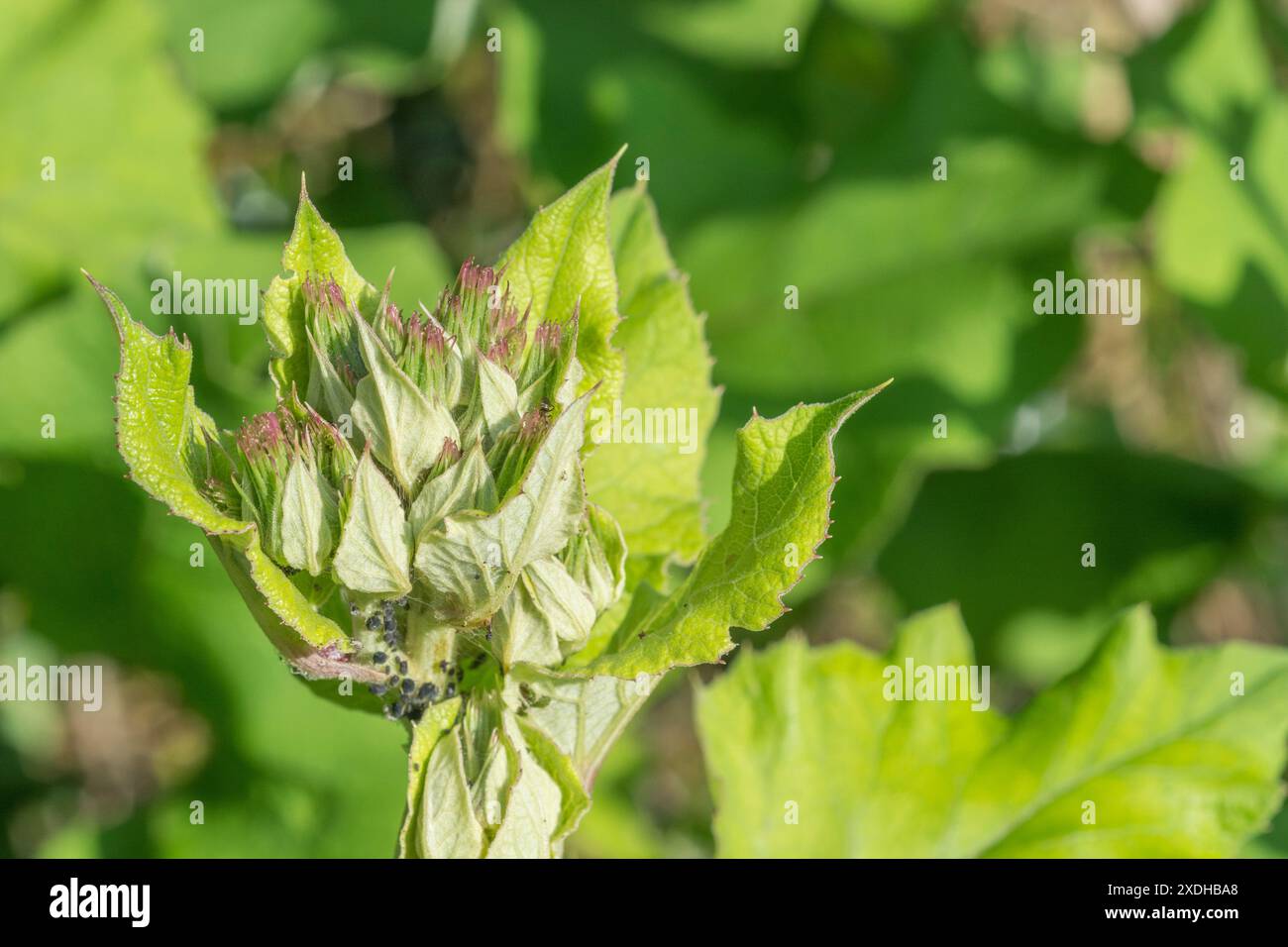 Feuillage précoce protégeant les bourgeons floraux en croissance de Lesser Burdock / Arctium MINUS. Autrefois utilisé dans la médecine traditionnelle populaire, et racines / tiges également mangé Banque D'Images
