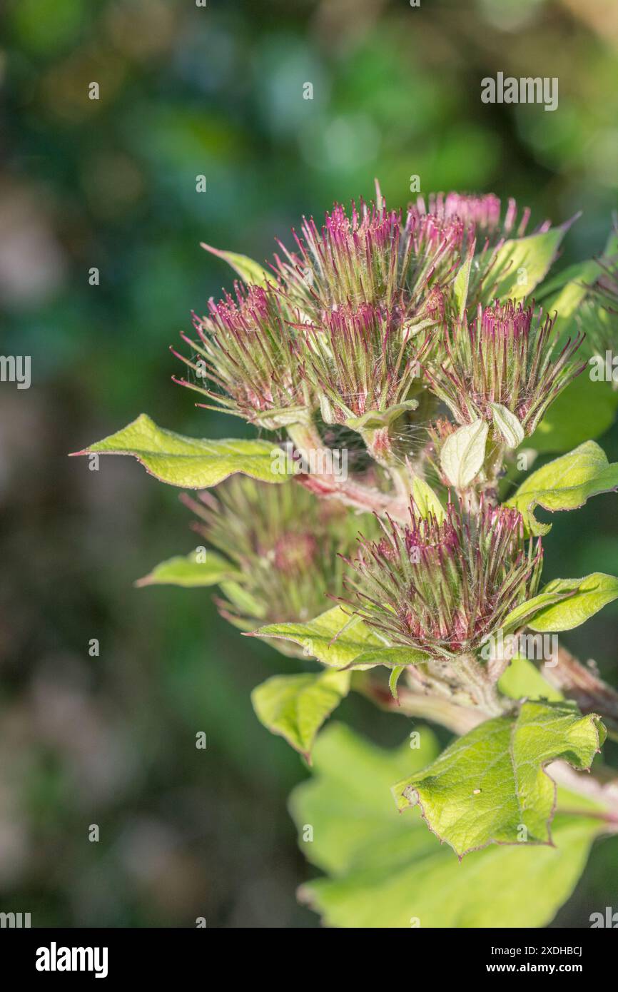 Bourgeons floraux à croissance précoce de Lesser Burdock / Arctium MINUS. Autrefois utilisé dans la médecine traditionnelle populaire, et racines / tiges également mangé. Voir Remarques Banque D'Images