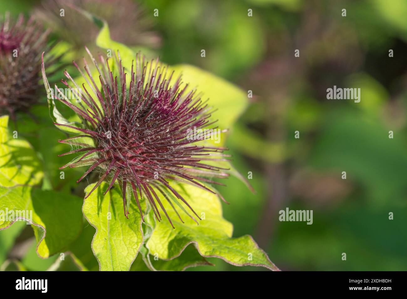 Bourgeons floraux à croissance précoce de Lesser Burdock / Arctium MINUS. Autrefois utilisé dans la médecine traditionnelle populaire, et racines / tiges également mangé. Voir Remarques Banque D'Images