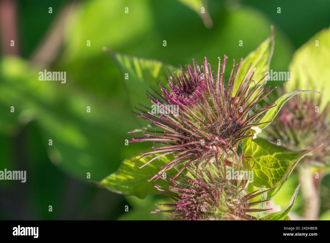 Bourgeons floraux à croissance précoce de Lesser Burdock / Arctium MINUS. Autrefois utilisé dans la médecine traditionnelle populaire, et racines / tiges également mangé. Voir Remarques Banque D'Images
