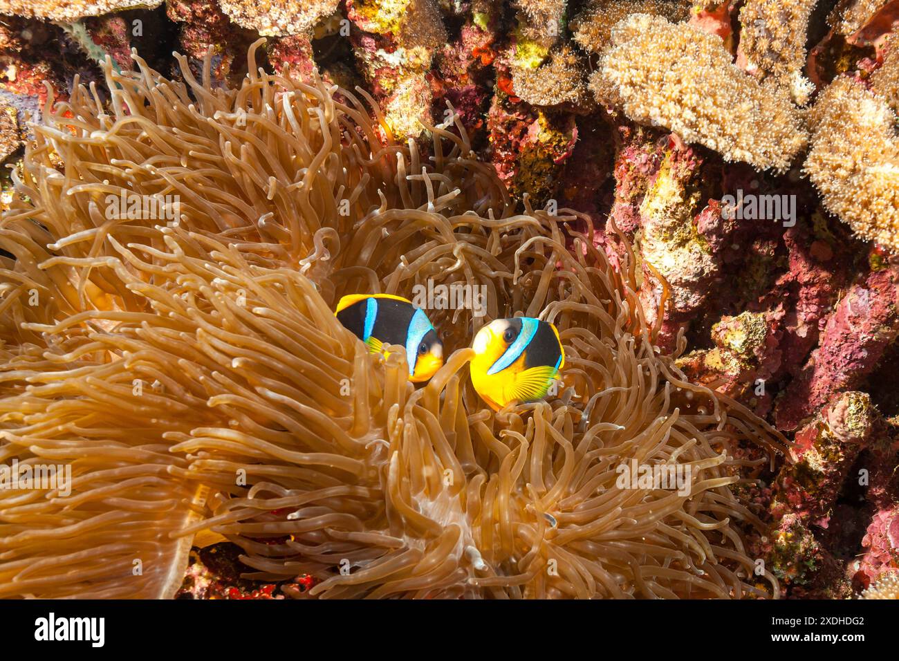 Mozambique, Nampula, Nacala, Nuarro, poisson-clown d'Allard (Amphiprion allardi), Anemonefish d'Allard, Anemonefish de Twobar Banque D'Images