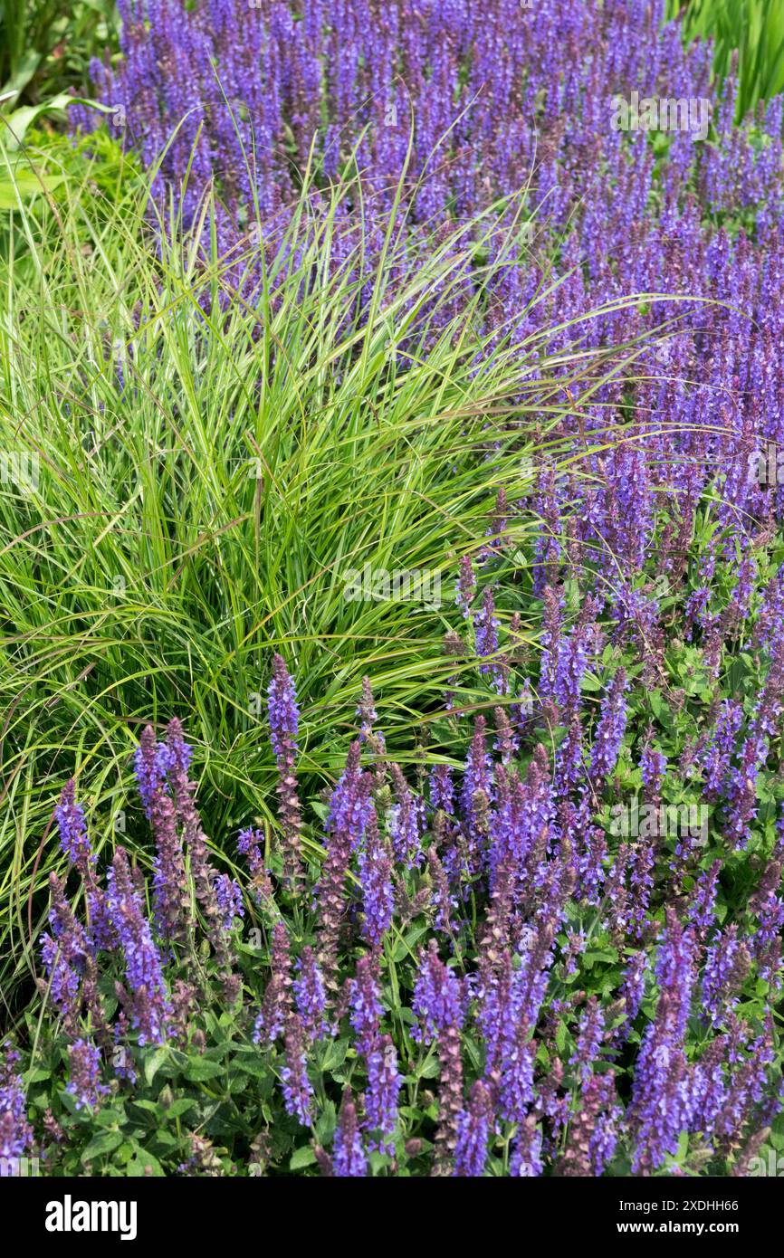 Salvia nemorosa 'Blue Field' fleurs jardin plantes vivaces Banque D'Images