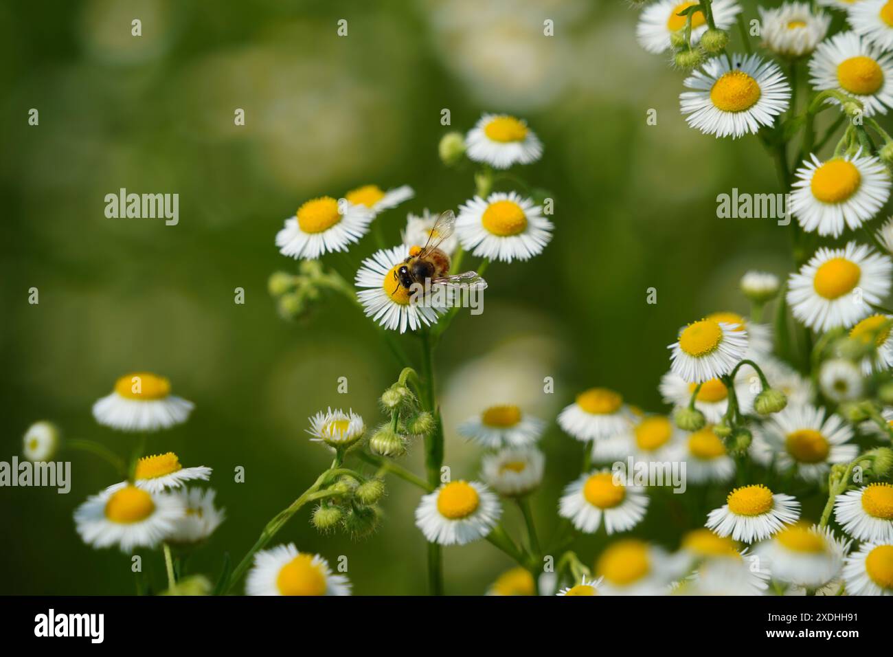 Fleurs de camomille et abeille sur la prairie verte en été Banque D'Images