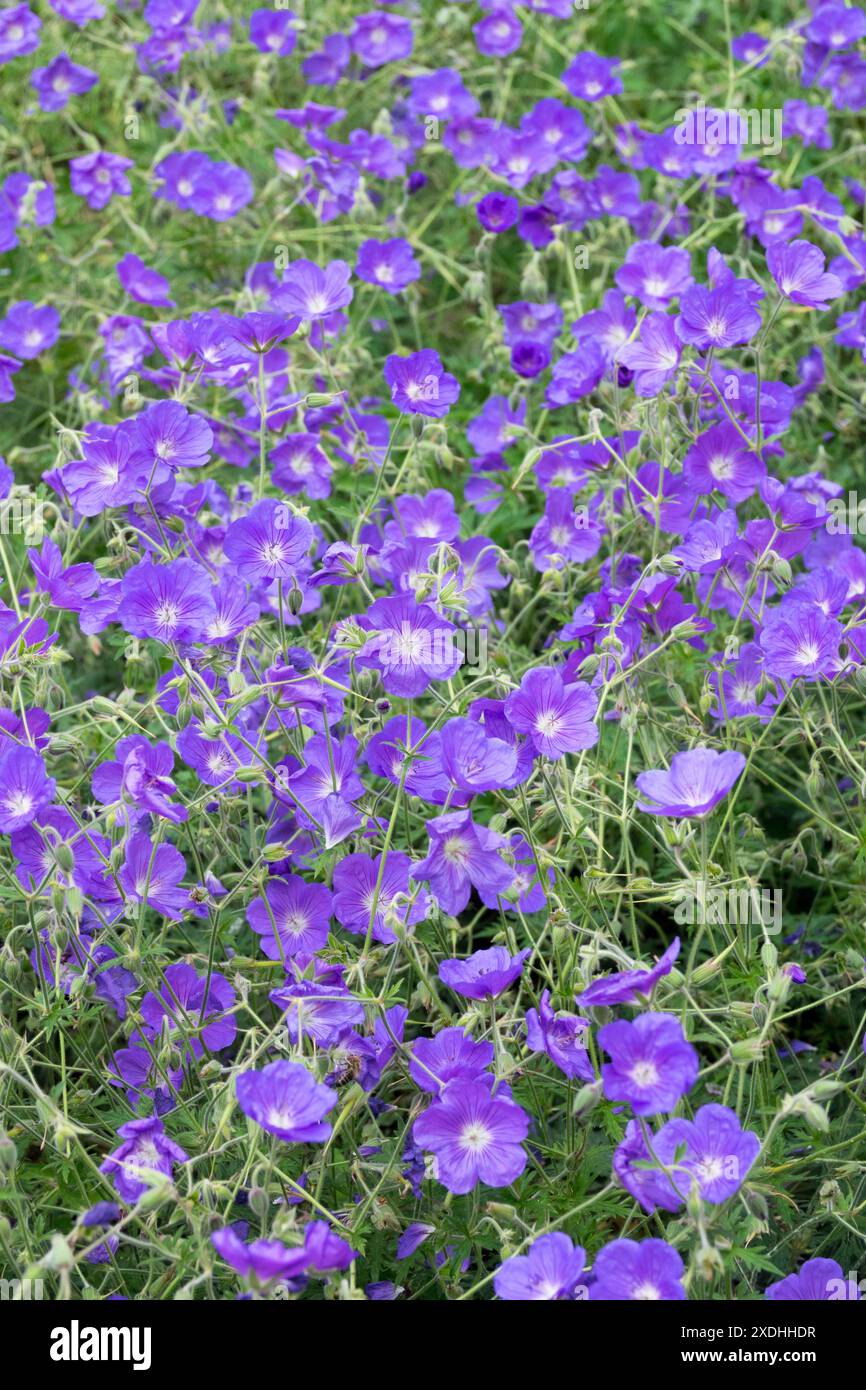 Hardy, Géranium 'Eureka Blue' Banque D'Images