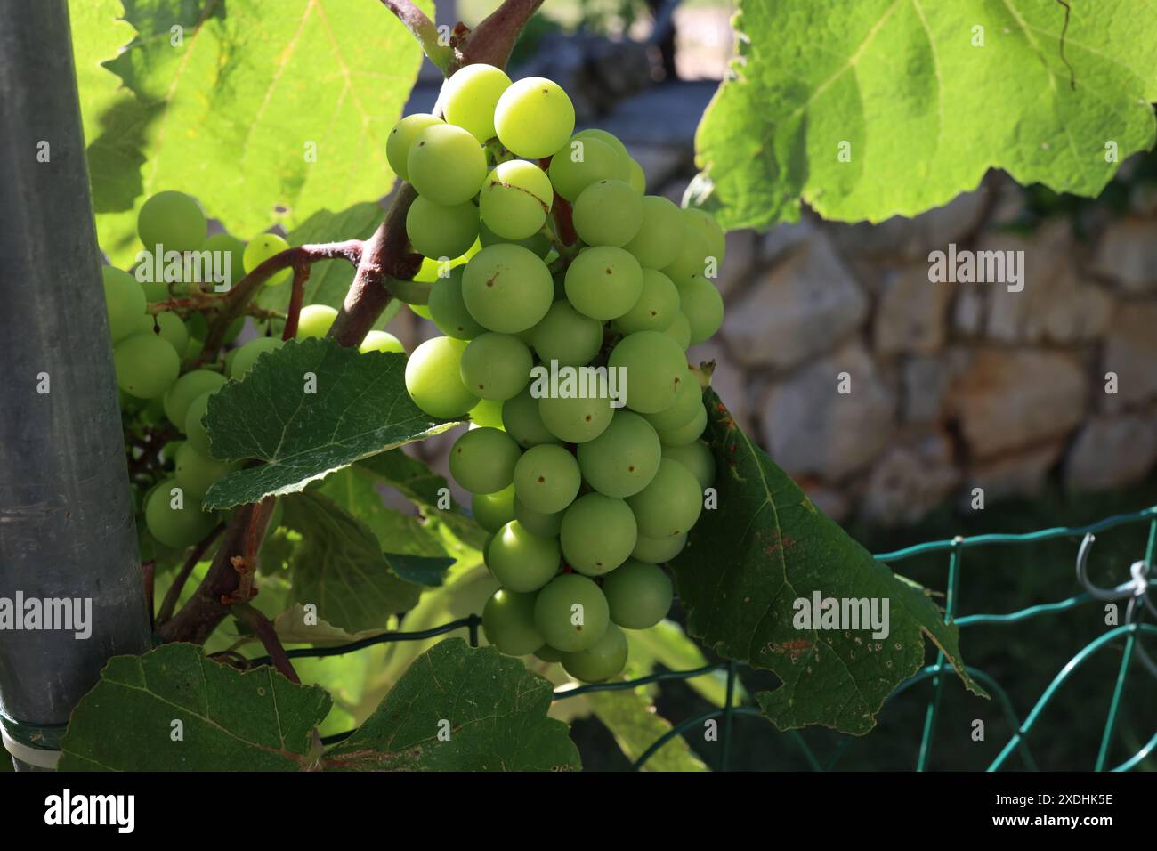 La direction générale des jeunes de raisins sur la nature. La culture du raisin dans le vignoble. Banque D'Images