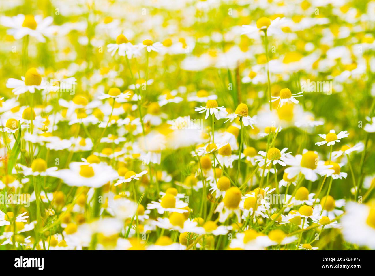 Fleurs de camomille florissantes dans un pré - mise au point sélective Banque D'Images