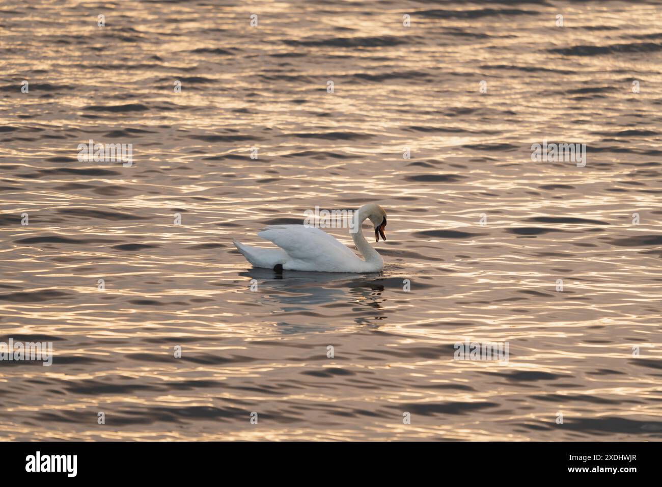 Un cygne blanc nage dans la mer Baltique calme au coucher du soleil en été. Banque D'Images