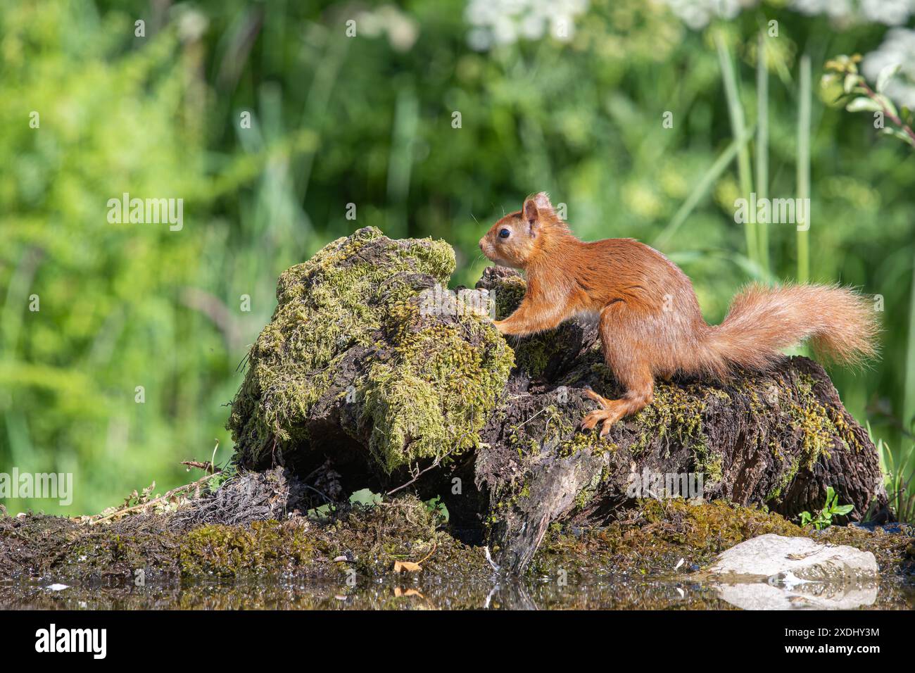 Squirell rouge, Sciurus vulgaris, sur un rocher couvert de mousse Banque D'Images