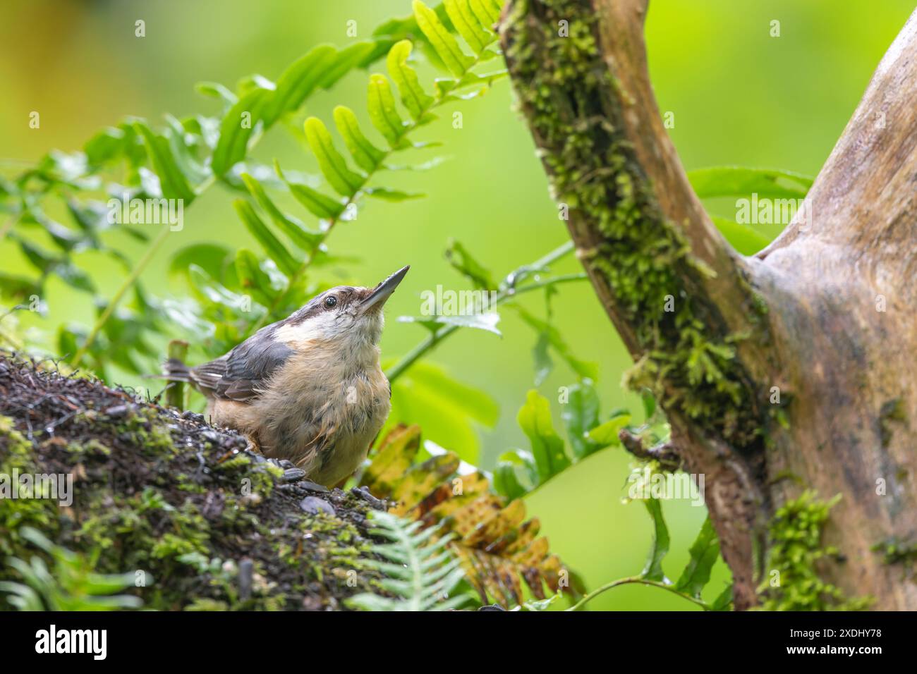 Nutatch, Sitta europaea, perchée dans un arbre Banque D'Images