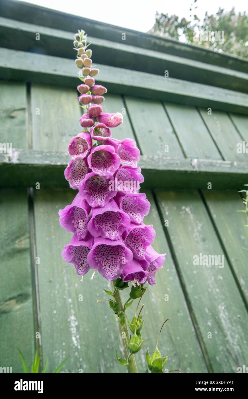 Une digitale en pleine floraison Banque D'Images