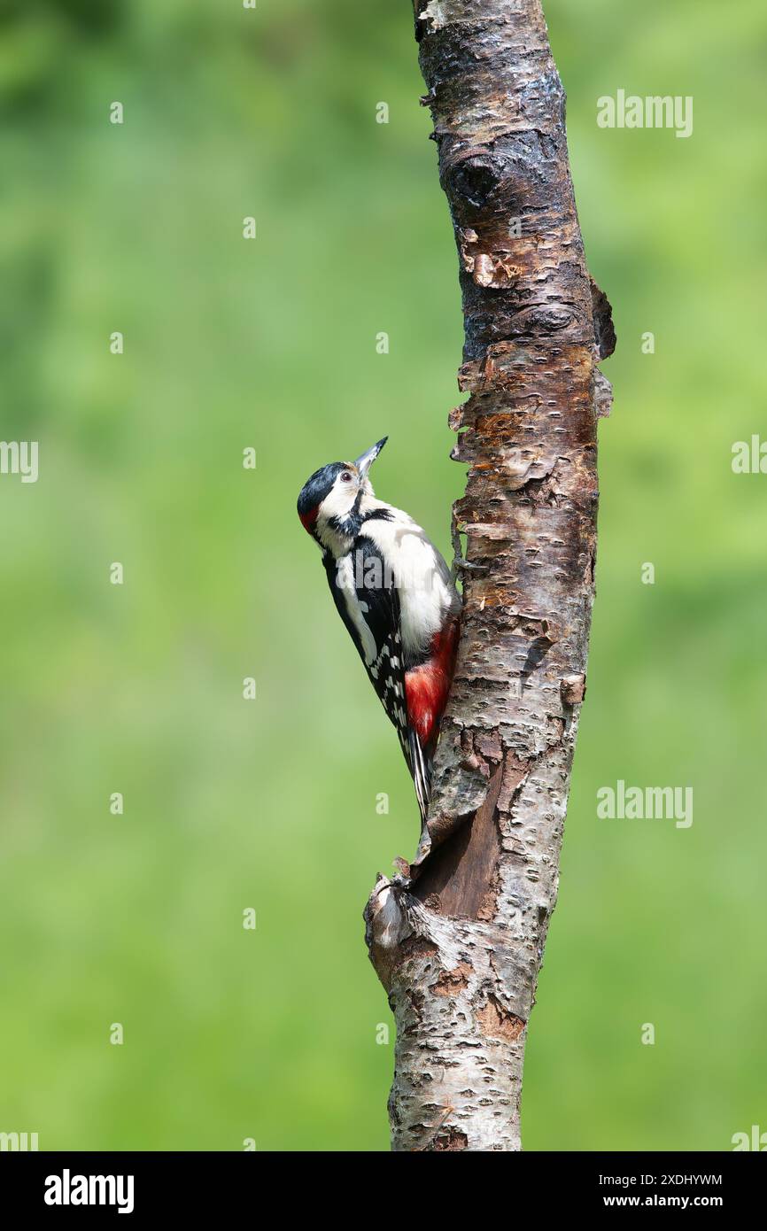 Mâle Grand pic tacheté, Dendrocopos major, grimpant sur une souche d'arbre Banque D'Images