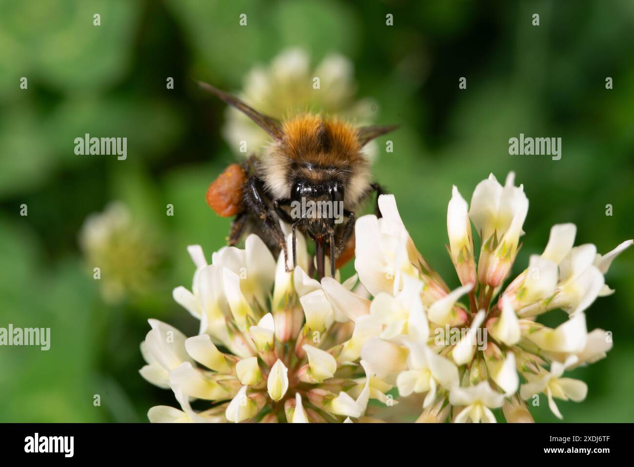 Abeille sur trèfle blanc Banque D'Images