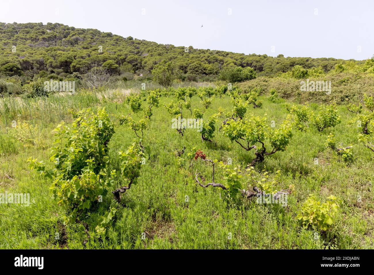 Vignoble sur l'île de Zirje en Croatie Banque D'Images