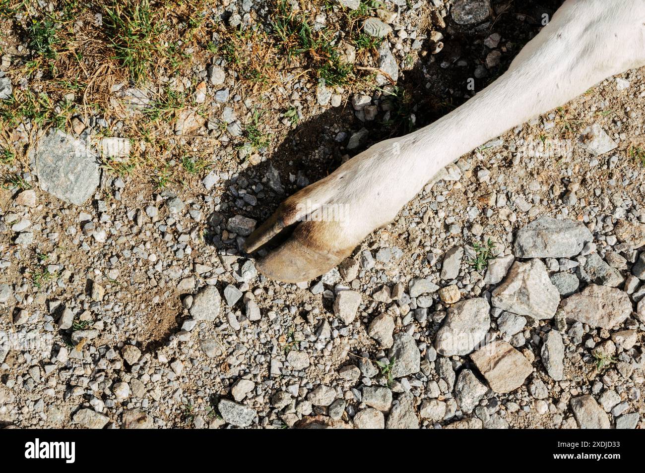 Troupeau de vaches laitières en pâturage dans les Alpes Maritimes (Cuneo, Piémont, Italie) Banque D'Images