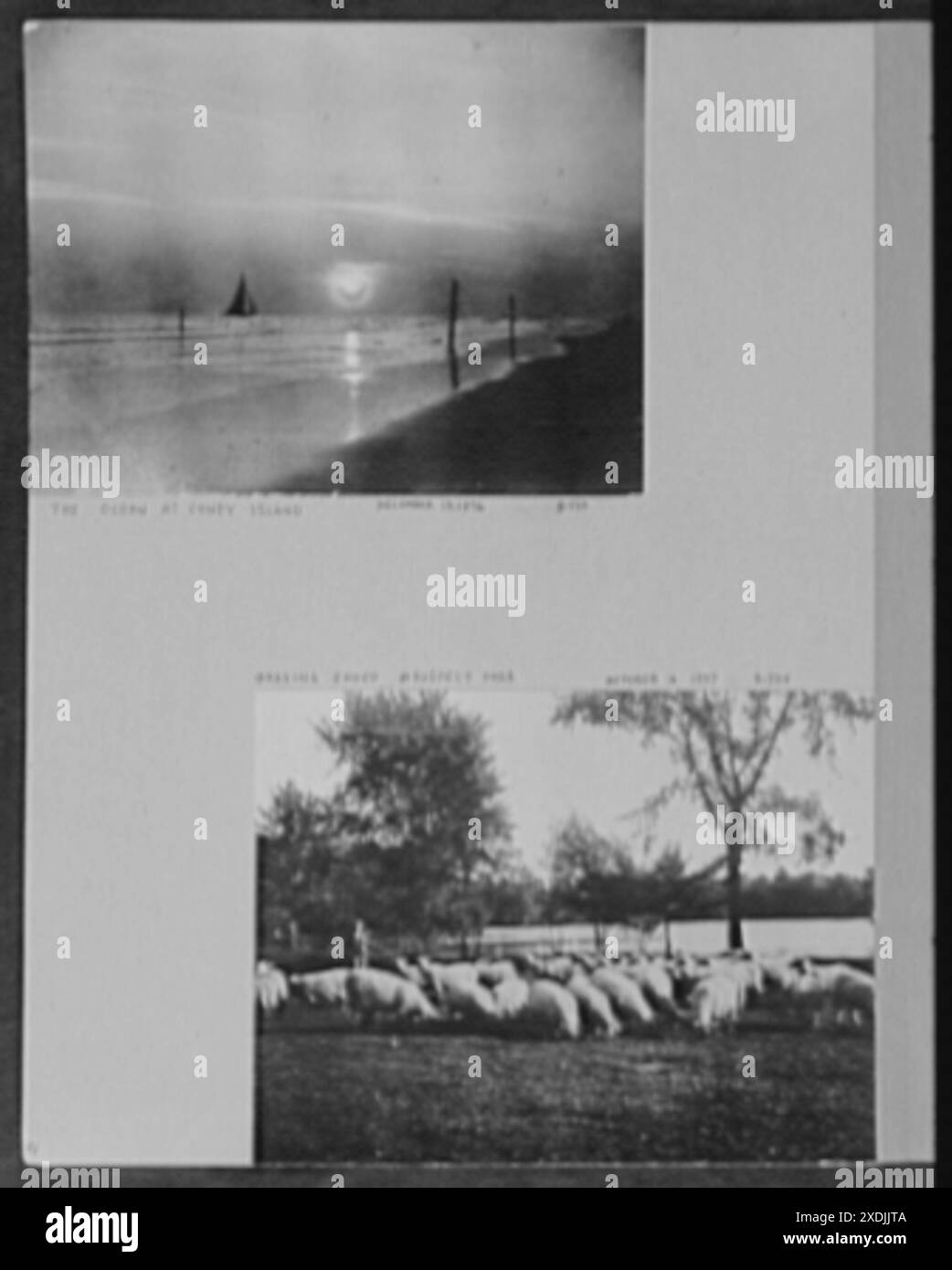 Soixante et onze ans, ou, ma vie avec la photographie. Océan à Coney Island, Dec. 13, 1896 ; moutons de pâturage, Prospect Park, 3 octobre 1987, moutons de pâturage, Prospect Park. Ma vie avec la photographie. Océan à Coney Island.. Collection Gottscho-Schleisner Banque D'Images
