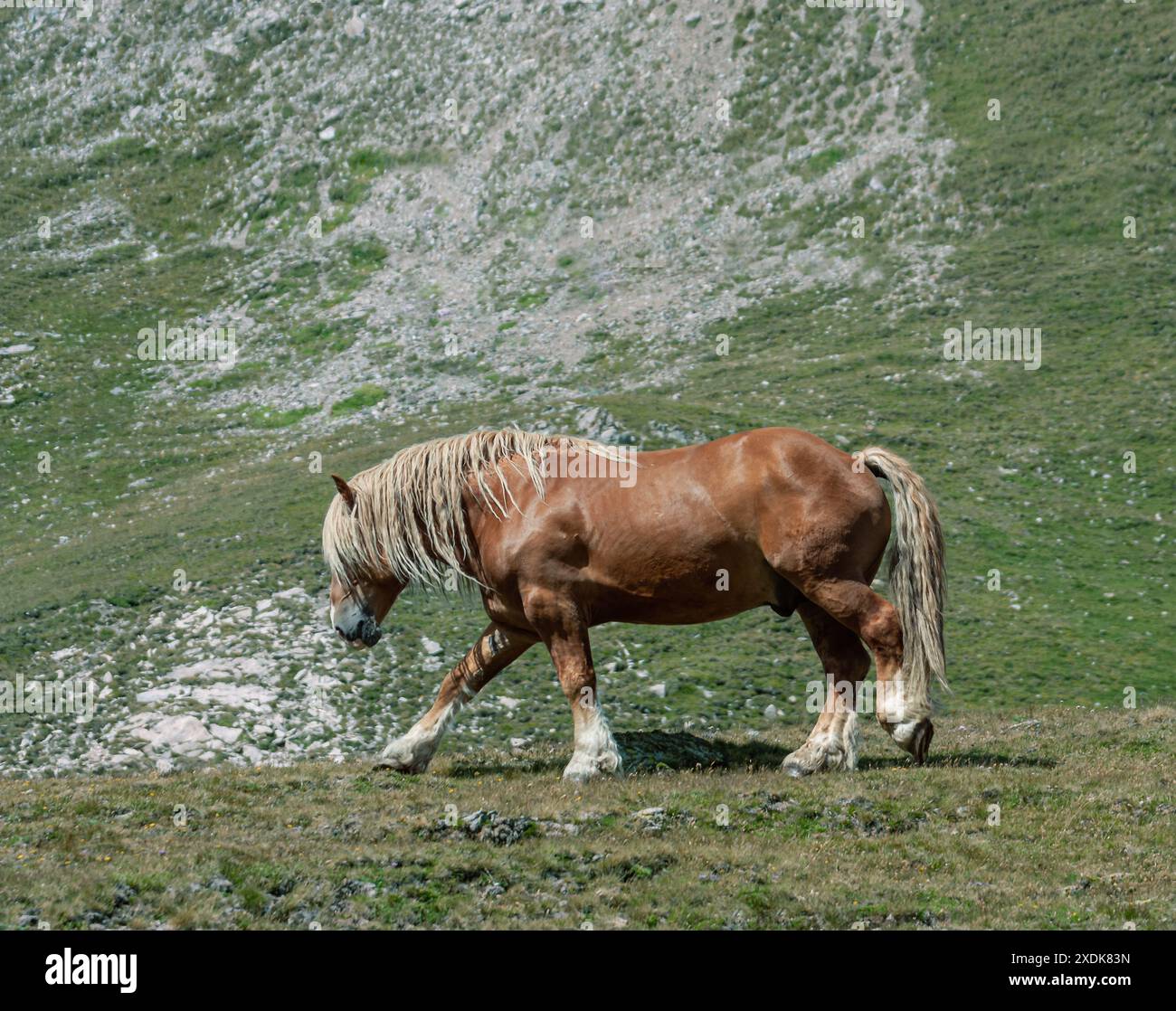 Un beau cheval avec une crinière blanche et la queue prend une promenade tranquille le long de la pente de la montagne dans les Pyrénées de Gérone. Banque D'Images