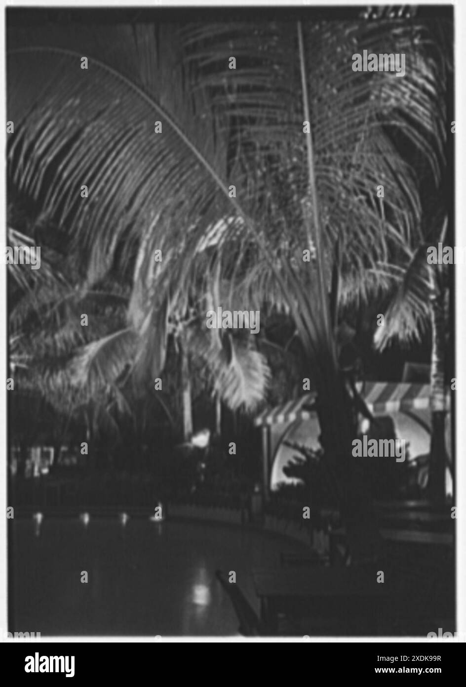 Roney Plaza Hotel, Miami Beach, Floride. Vue de nuit dans le jardin de palmiers II. Gottscho-Schleisner Collection Banque D'Images