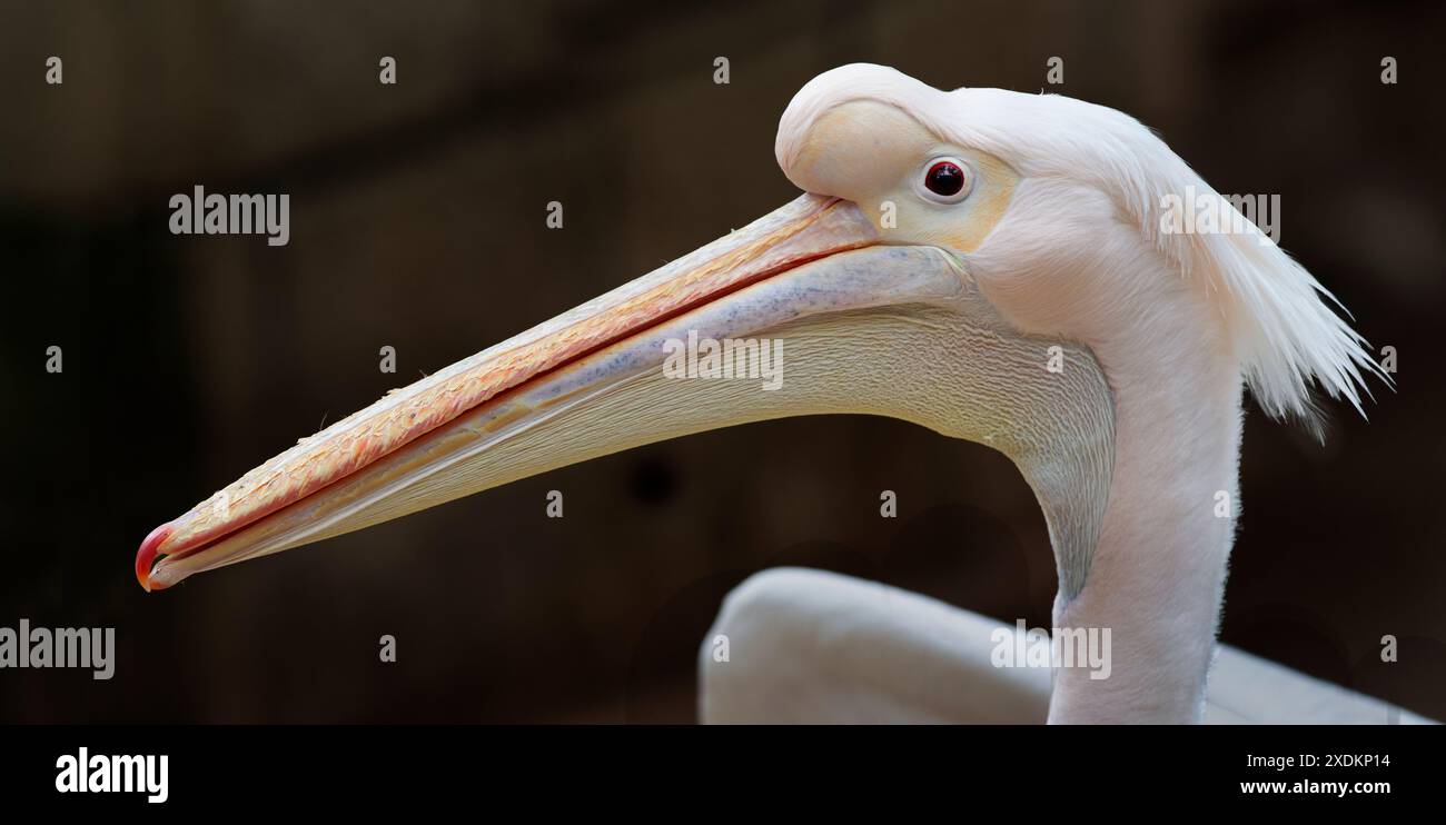 Pélican blanc oriental (Pelecanus onocrotalus), zoo de Limassol, Chypre Banque D'Images