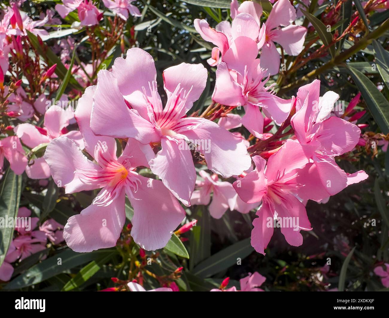 Laurier rose en fleurs (Nerium oleander), Italie Banque D'Images