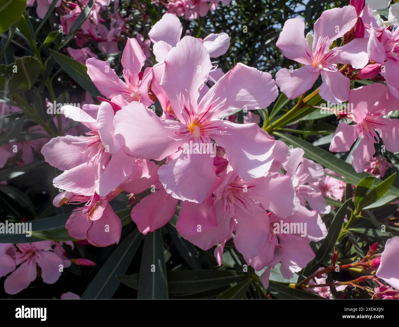 Laurier rose en fleurs (Nerium oleander), Italie Banque D'Images