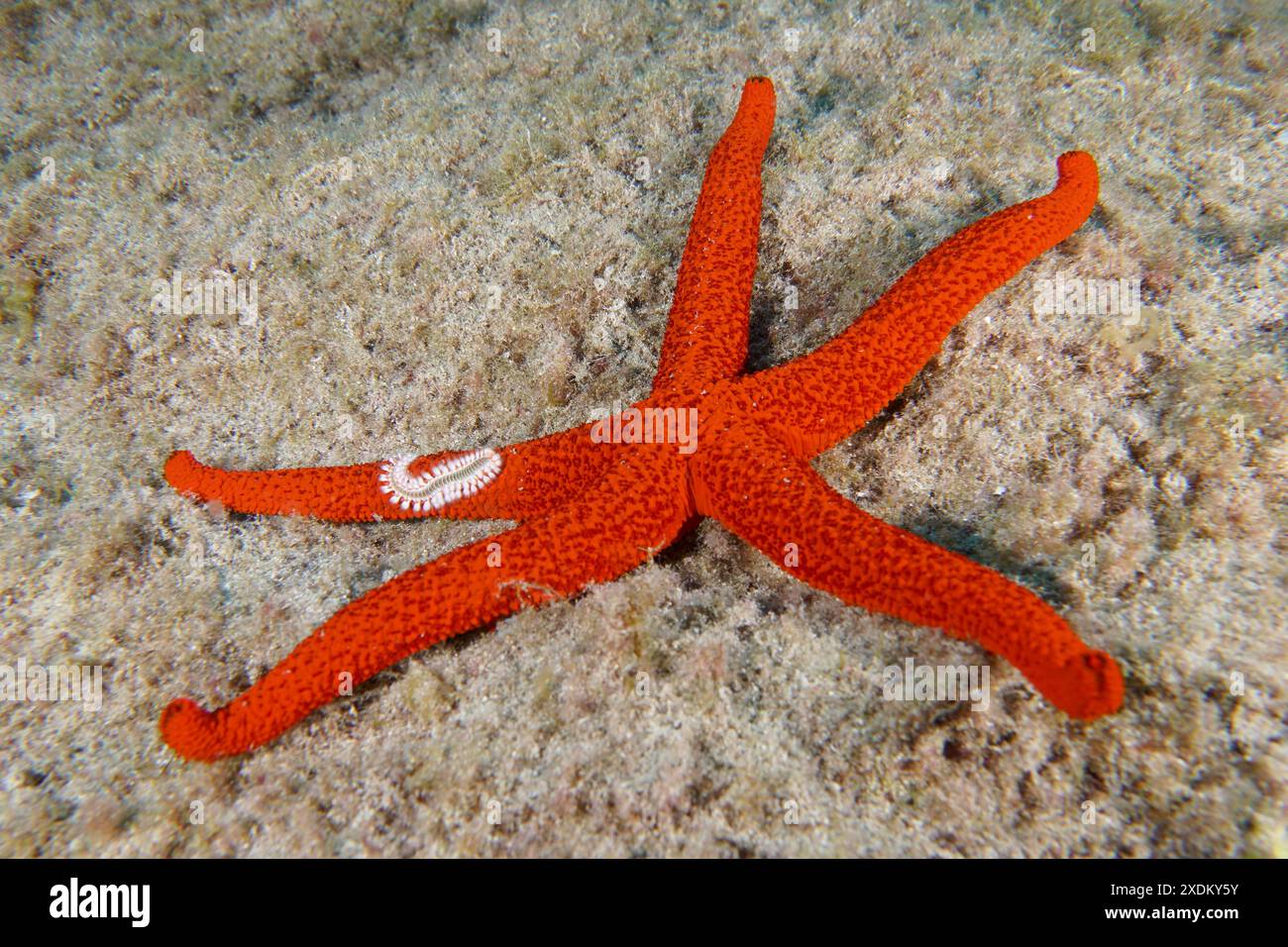 Une étoile méditerranéenne de la mer rouge (Echinaster sepositus) se trouve sur les fonds marins sablonneux. Un ver à soies de feu (Hermodice carunculata) repose sur un bras. Site de plongée Banque D'Images