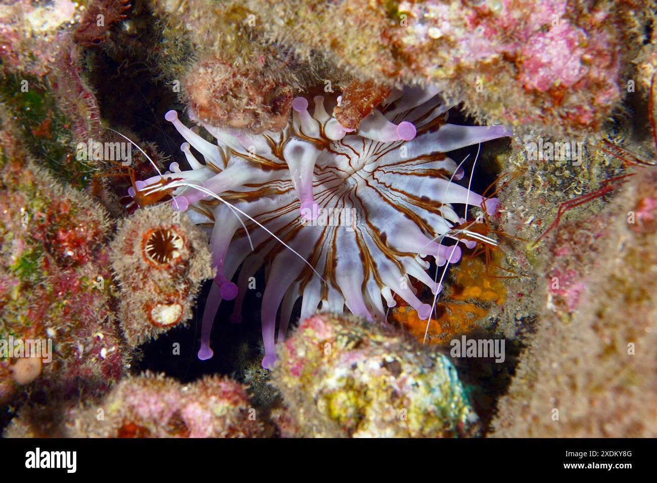 Anémone blanche (Telmatactis cricoides) avec tentacules de couleur pourpre dans une crevasse. Site de plongée Roca Jolia, Las Galletas, Tenerife, Canary Banque D'Images