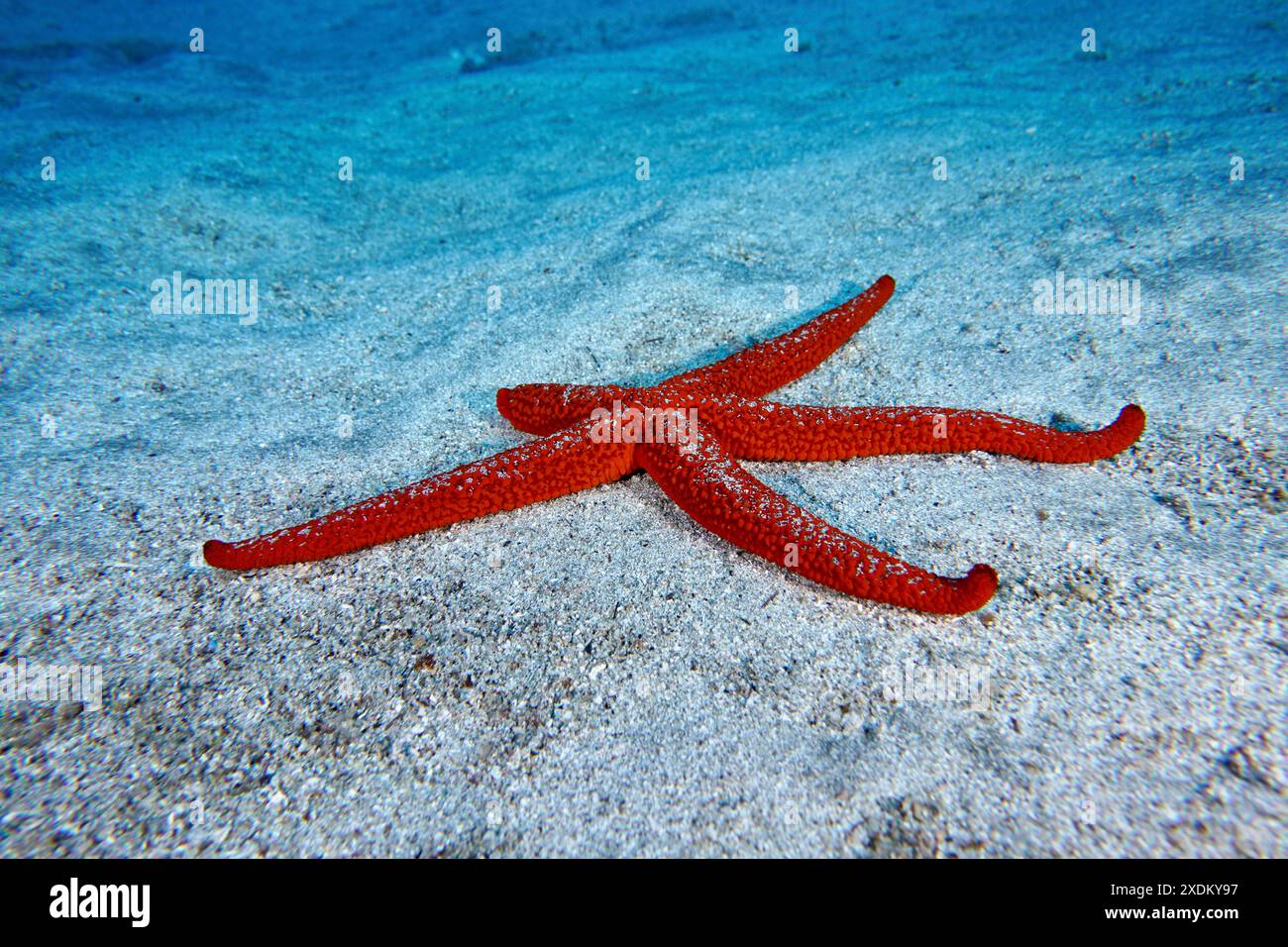 Une étoile méditerranéenne de la mer rouge (Echinaster sepositus) s'étend sur le substrat sablonneux. Site de plongée Bufadero, Palm Mar, Tenerife, Îles Canaries, Espagne Banque D'Images