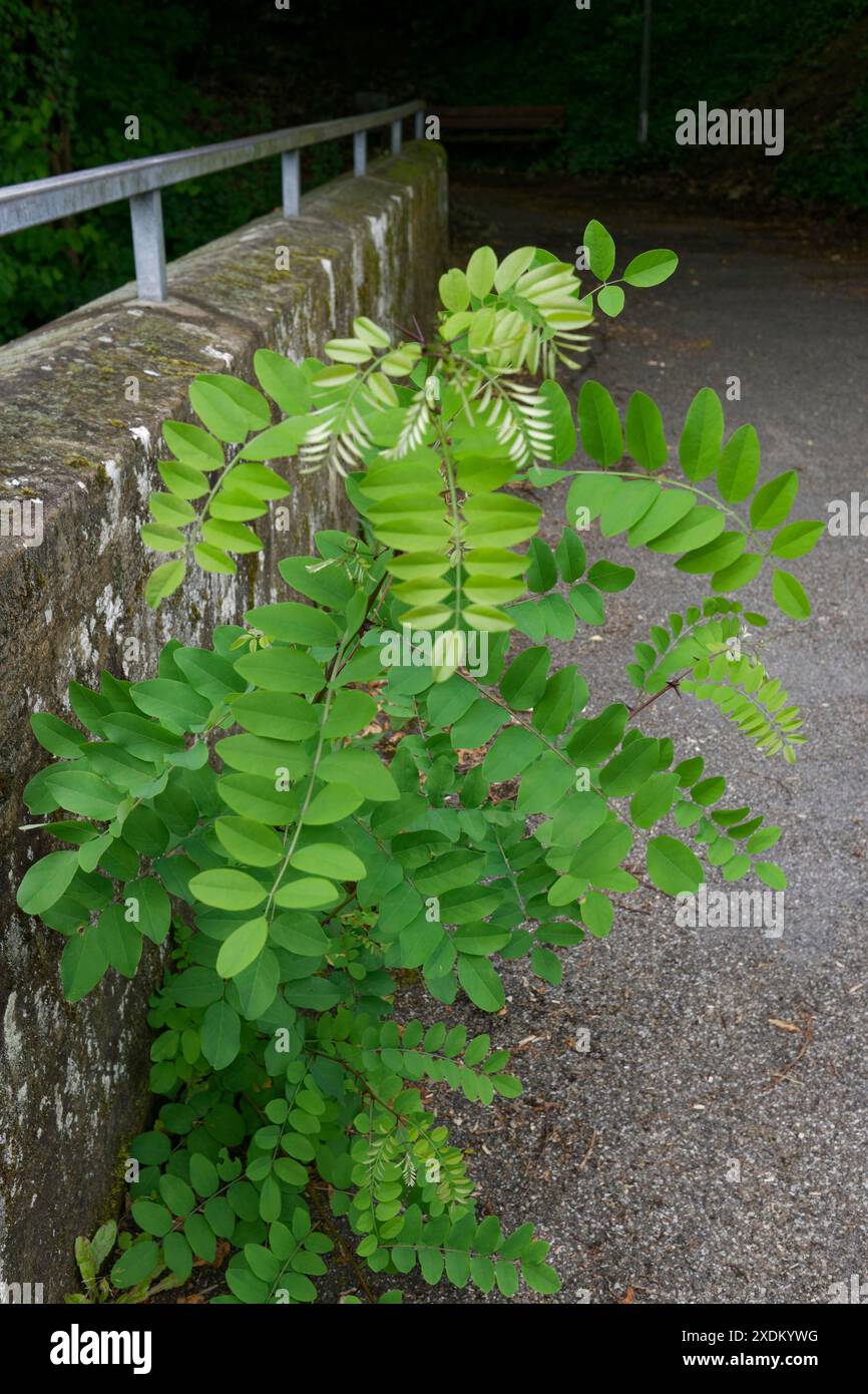 robinia tentaculaire sur le pont ferroviaire, travaux d'élagage, sécurité routière, entretien écologique, parc naturel Schwaebisch-Franconian Wald, vallée de Kocher Banque D'Images