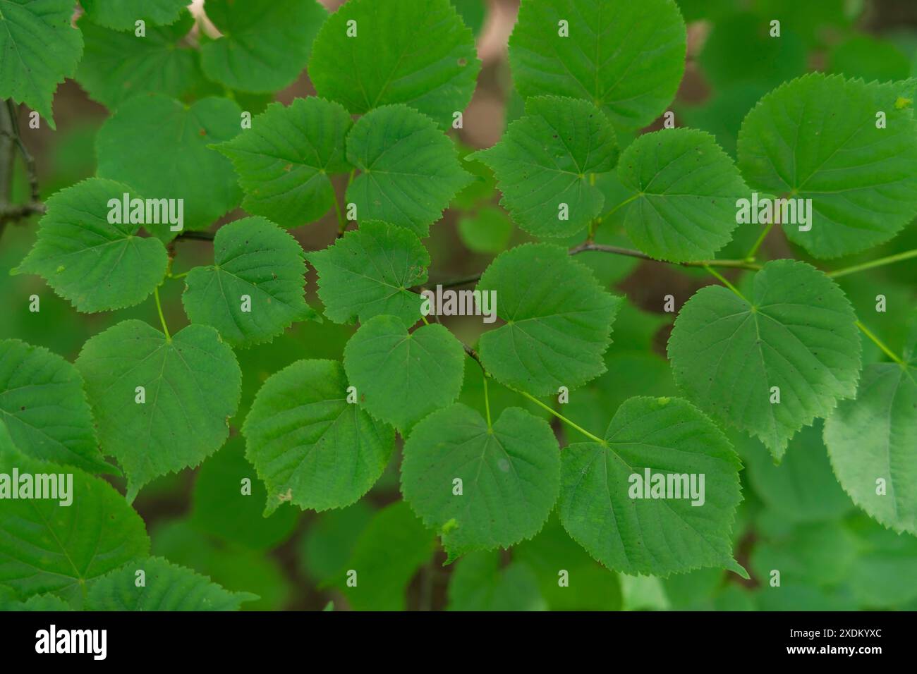 Feuilles de linden (Tilia), tilleul, poumon vert, vert, photosynthèse, chlorophylle, vert feuille, forêt, parc naturel de la forêt souabe-franconienne Banque D'Images