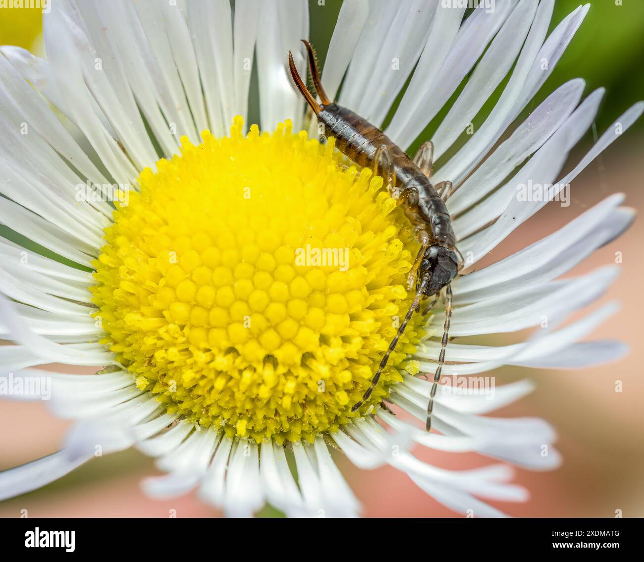 Gros plan d'une perruque à pattes annulaires capturée dans une coupe de fleurs sauvages Banque D'Images