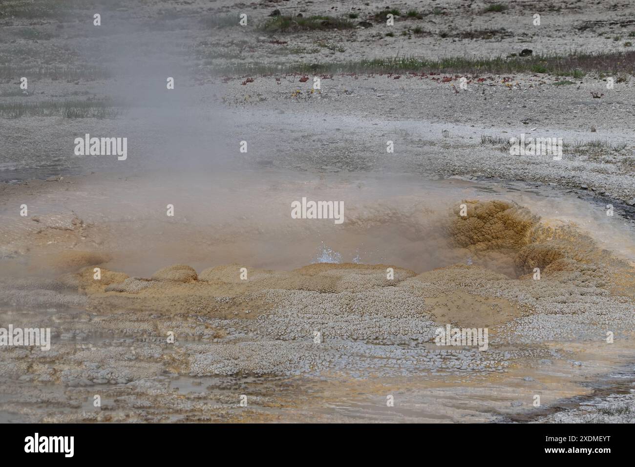 Anemone Geyser est un geyser situé dans le Upper Geyser Basin du parc national de Yellowstone dans le Wyoming, aux États-Unis Banque D'Images